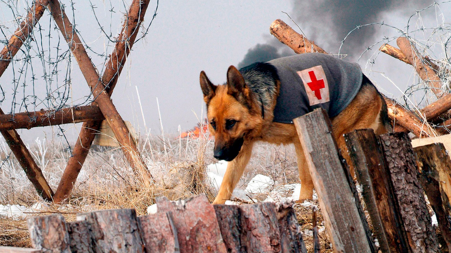 Las Nuevas Aventuras de Rin-Tin-Tin 